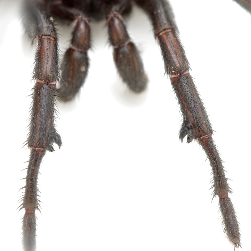 tqsmqnica
